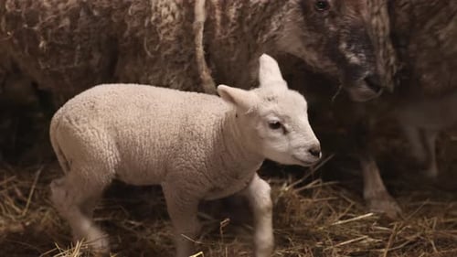 Sheep and Lambs Standing in a Barn
