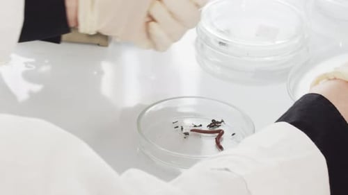 Un assistant de laboratoire vêtu d'une blouse blanche et de gants blancs ferme des annélides dans une boîte de Pétri