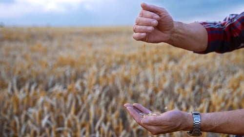 Unrecognized man’s hands separate chaff from grains. Man pours the seeds from hand to hand. Close up