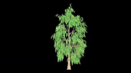 Realistic Animated Green Tree with Swaying Leaves