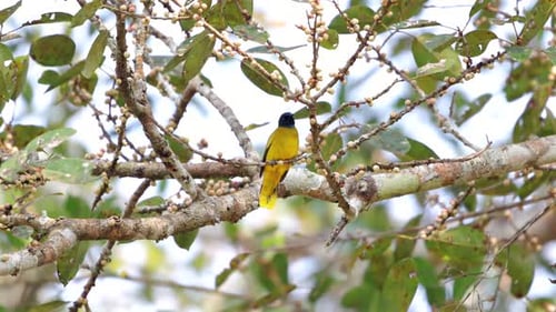 Yellow Bird Perched on Berry-Laden Tree Branch