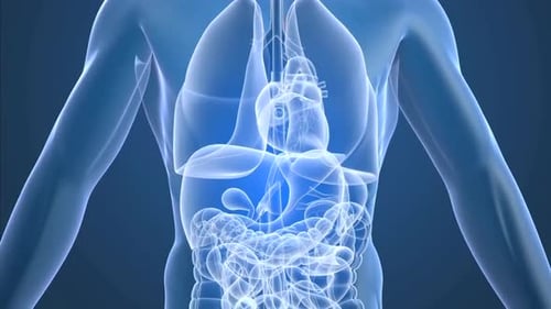 Transparent Human Body with Animated Glowing Internal Organs