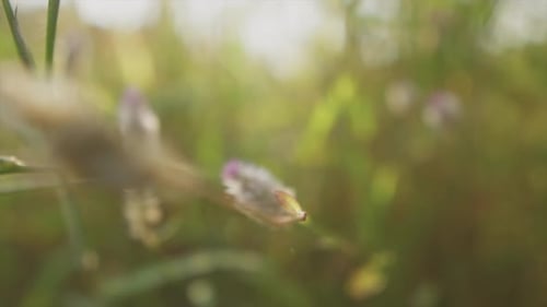 Green vegetation and some flowers on a sunny day and some flares through. Artistic blur shot