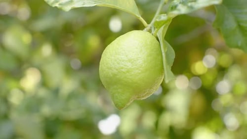 Single green lemon hanging from slender branch swaying in sunlit orchard as breeze is blowing