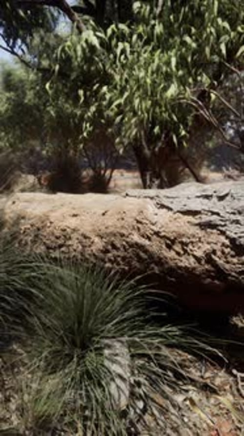 Hiking Trail Through the Bush at Western Australia