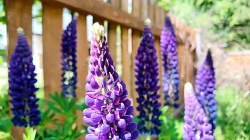 Close-up Lupine Flowers With Pink Purple and Blue Flowers.