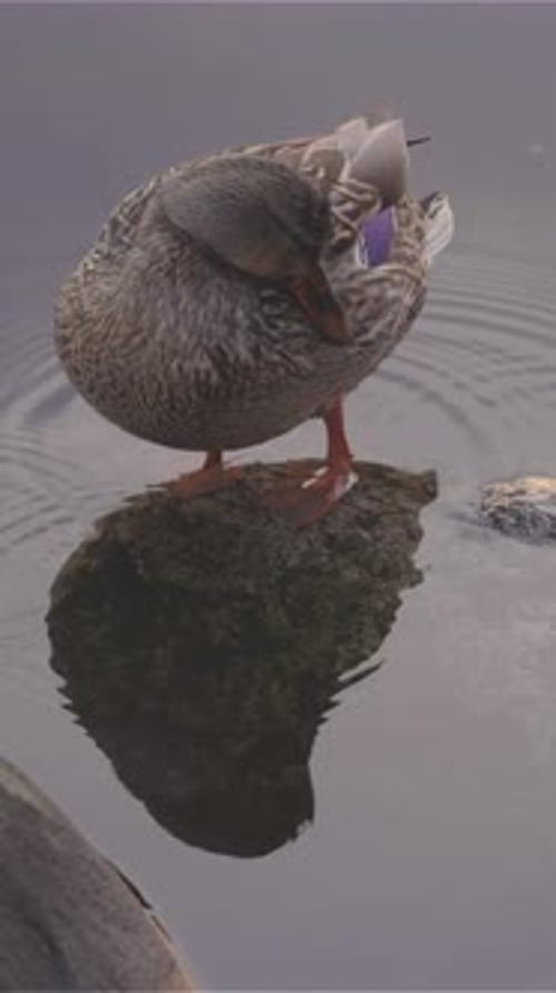 Canard colvert lissant sur un rocher en eau calme avec reflet
