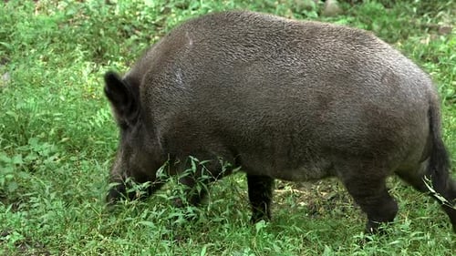 Wild Boar in the Forest Eating Grass Close-up