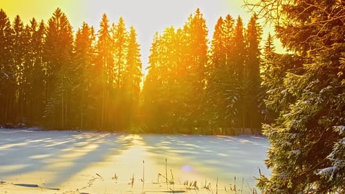 Yellow sunlight on snowy field in coniferous forest with tree shadows moving. Timelapse