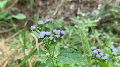 Violette Blüten von Küken- oder Weißkraut (Ageratum conyzoides)