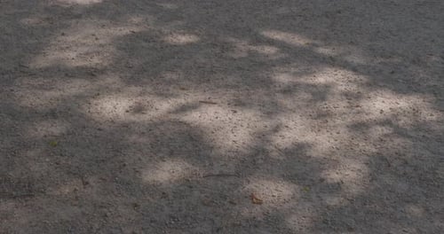 Shadow of trees cast across a dirt path