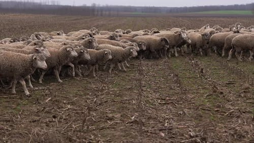 Flock of Sheep Walking Through a Rural Field