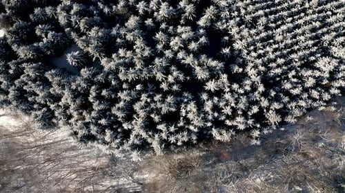 Aerial top down drone view of evergreen forest covered with snow in a sunny winter day.