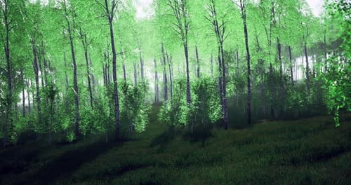 Lush Forest Landscape with Vibrant Green Foliage in Morning Light