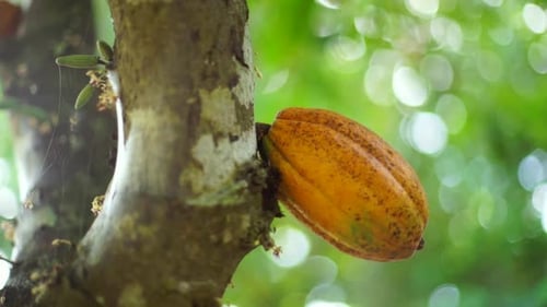 Árvore de chocolate