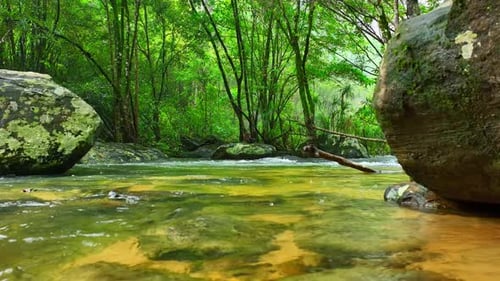 A mesmerizing tropical stream meanders through a lush.