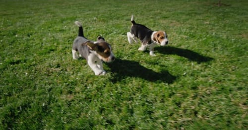 Two Carefree Beagle Puppies Running Through the Green Grass