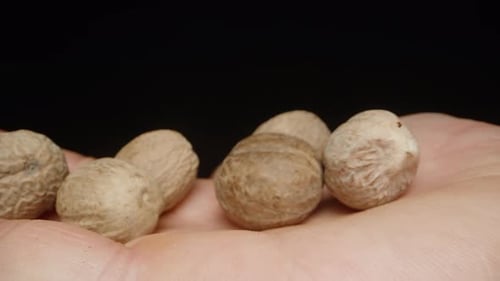 Hand Holding Aromatic Nutmeg Spice, Close Up