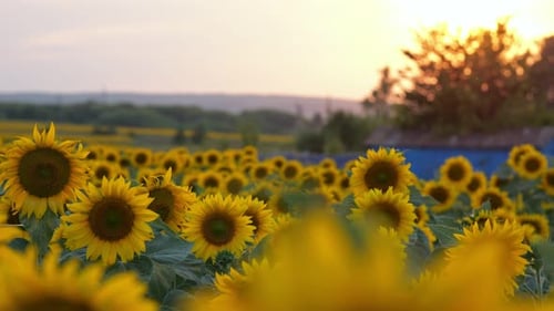 Blooming Sunflowers on Evening Field at Back Sunset