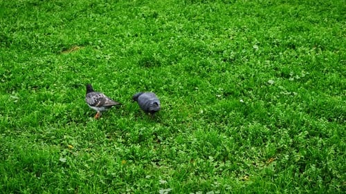 Pigeons feeding in green grass.