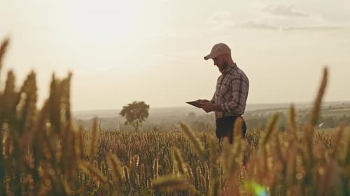 Side View of Agronomist Farmer Examining Field with Wheat Man with Beard Wearing Cap Standing Using