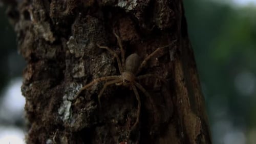 Close Up of Spider on a Tree