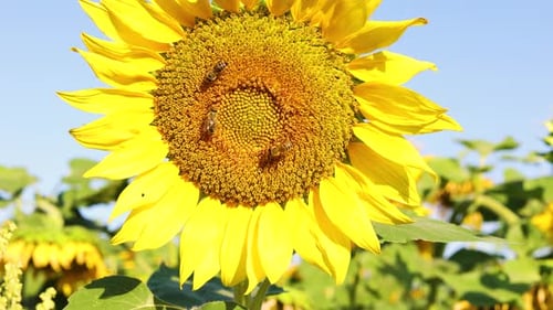 Bees Pollinating Vibrant Yellow Sunflowers in Field