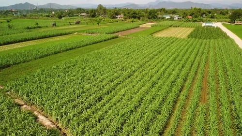 Luftbild einer großen Zuckerrohrplantage auf dem Land in Vietnam
