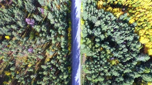 Top View of a Straight Forest Road and Cars Moving Along It on a Sunny Autumn Day