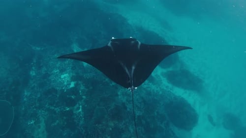 Graceful Manta Ray Glides Through the Ocean