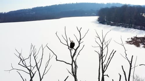 A Guardian of the Frozen Wilderness