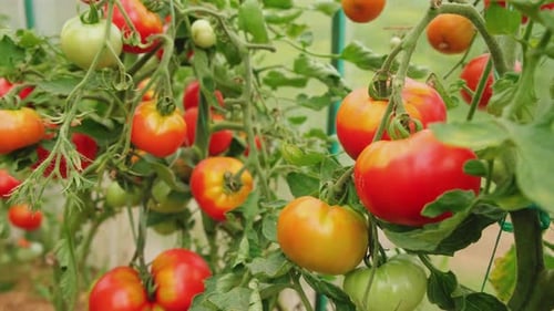 Ripe Tomatoes on the Vine in Greenhouse
