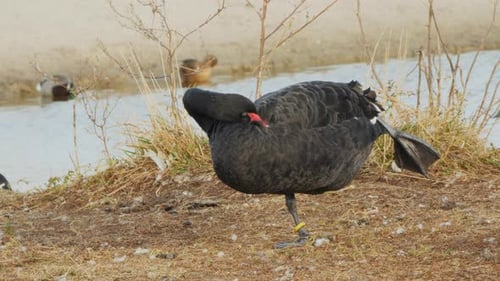 Beautiful Black Swan Preening Its Feathers Standing on One Leg By the Pond Shore
