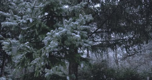 Starker Schneefall auf dem Hintergrund von Bäumen