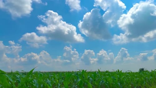 jeune ferme de maïs vert et frais