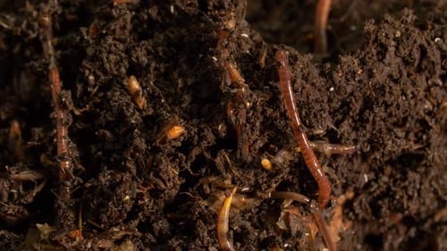 Worms crawling through fertile soil and dirt