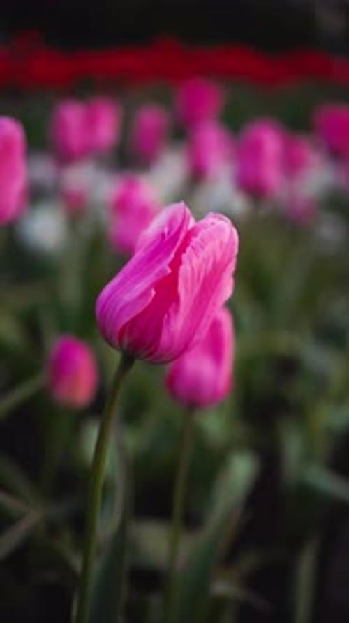 Close Up of Pretty Pink Tulips Blooming