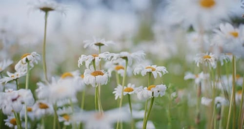 Flower Meadow CloseUp of Blooming Daisies