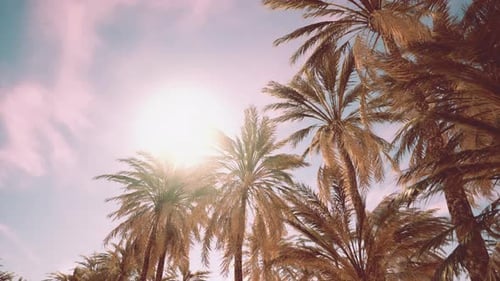 Palm Trees and Blue Sky at Tropical Coast