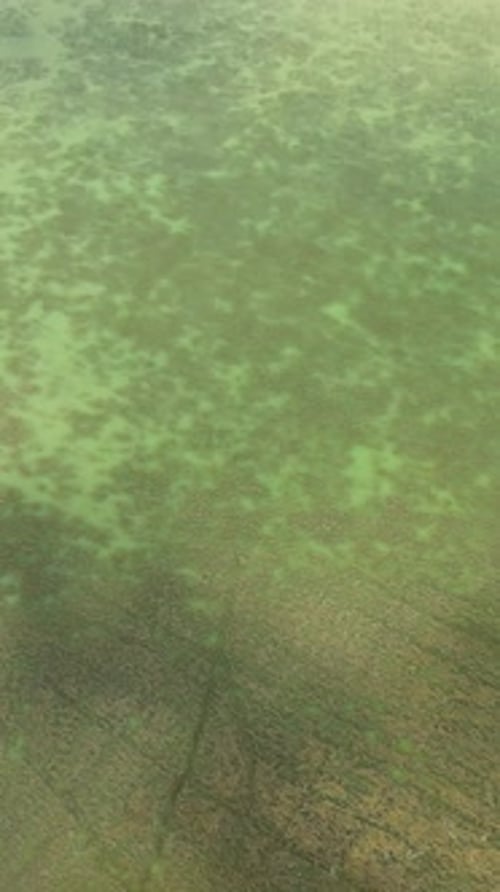 Seaweed on the Sea Surface