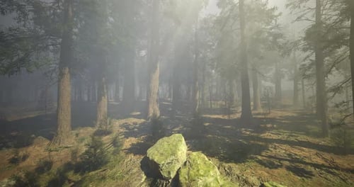 Misty Forest with Sun Rays Filtering Through Tall Trees During Early Morning