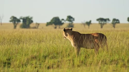 Lion Standing Tall in the African Savanna