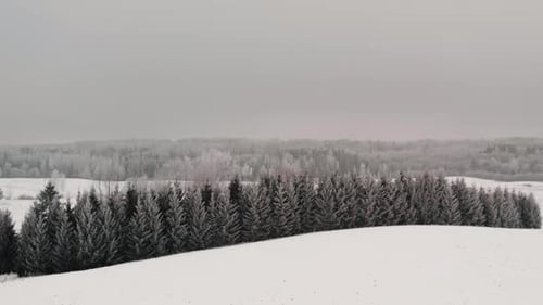 Flying over a fir tree forest on the edge of a field in winter season. Snow on the ground and frost