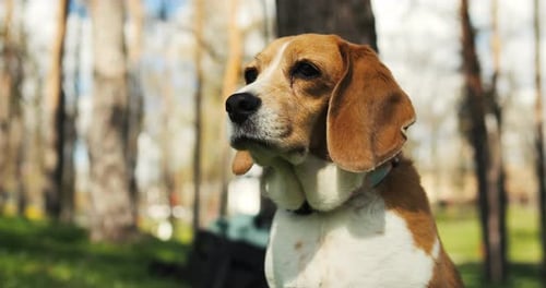 Portrait of a Beagle Dog Chilling in the Park Adult Beagle Walk in Spring Nature