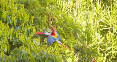 Flock of scarlet perched on a tree top during bright morning hours in the peruvian rainforest