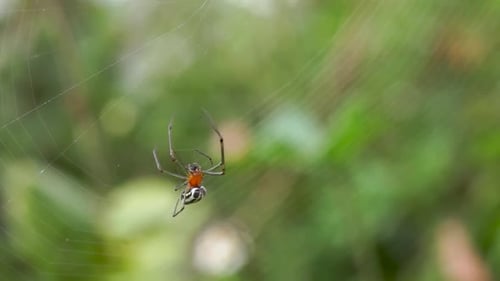 Orange and black spider spinning a web