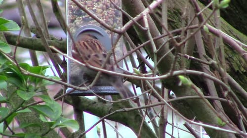 Haussperlinge (Passer domesticus), die heute vor allem im Vereinigten Königreich unter Naturschutz stehen, genießen