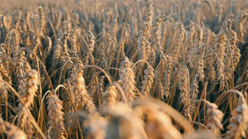 Golden Ripe Ears of Wheat on the Field in Summer The Concept of Growing Wheat Wheat Harvest