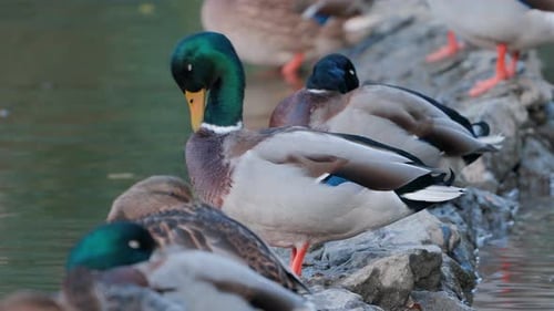 Ducks Preening and Resting Near Water