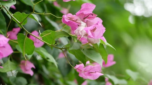 Close up of bougainvillea plant and flower, as well as a pink flower